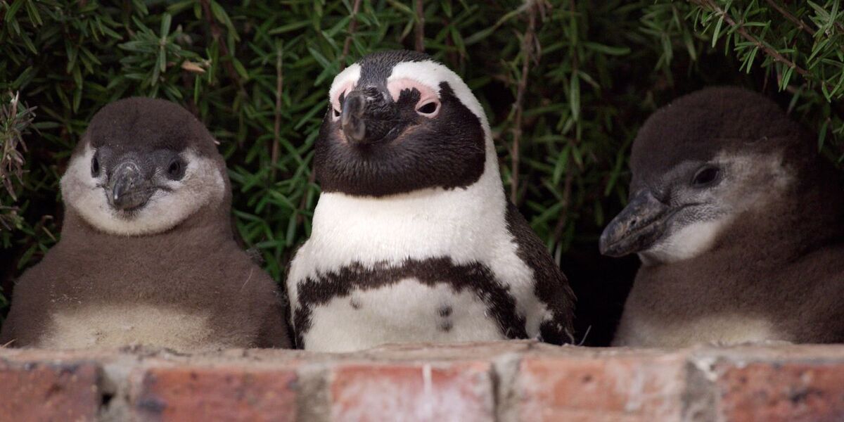 Netflix выпустил трейлер документального сериала об африканских пингвинах